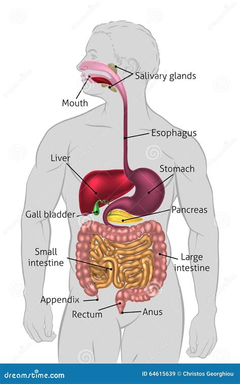 Ilustración del sistema digestivo humano