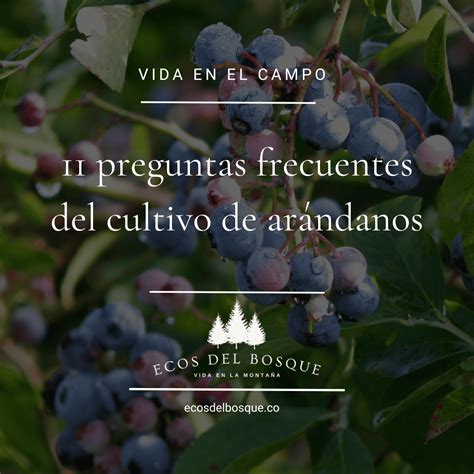 Mapa de las regiones de cultivo de arándanos en Estados Unidos