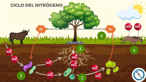 Esquema del ciclo del nitrógeno y la presencia de nitratos en el medio ambiente