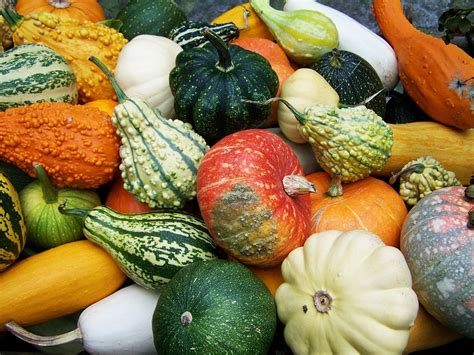 Variedad de calabazas de otoño
