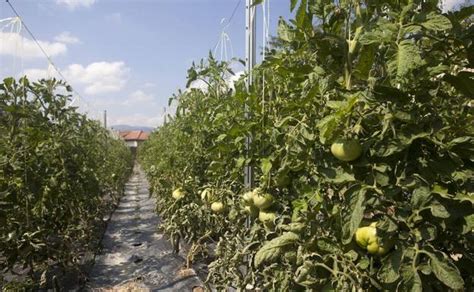 Huerta de tomates en las proximidades de Miranda de Ebro