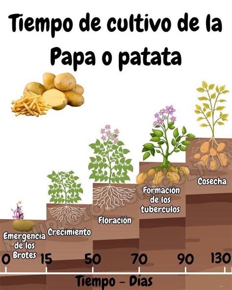 Formación de tubérculos de patata bajo tierra