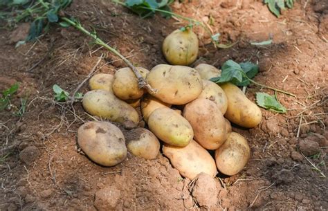 Cosecha de patatas maduras