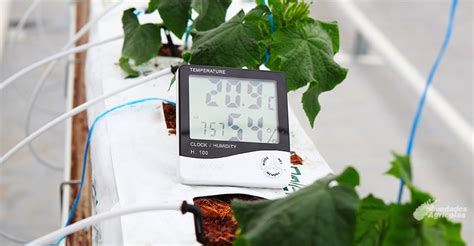 Gráfico de temperatura ideal para el cultivo de patatas