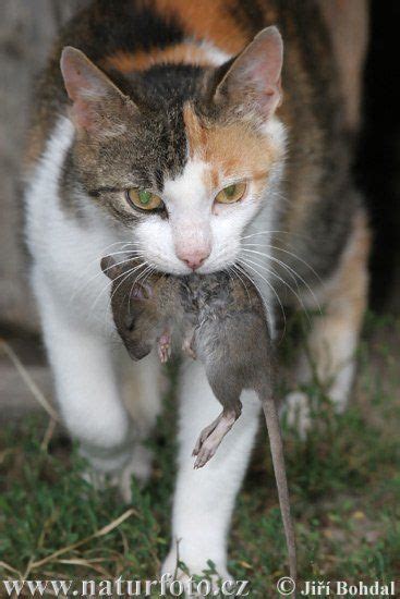 Gato carnívoro con su presa