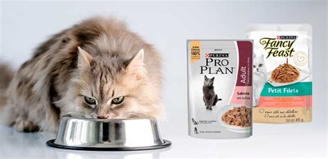 Comparativa de alimento seco y húmedo para gatos
