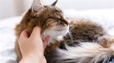 Gato con pelaje sano y brillante