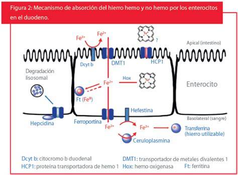 Diagrama de absorción de hierro y calcio en el intestino