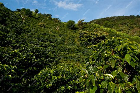 Finca de café en Boquete, Panamá