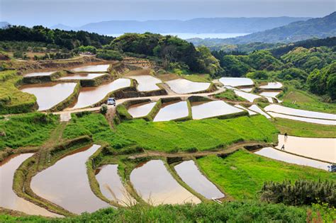Campos de arroz en Japón