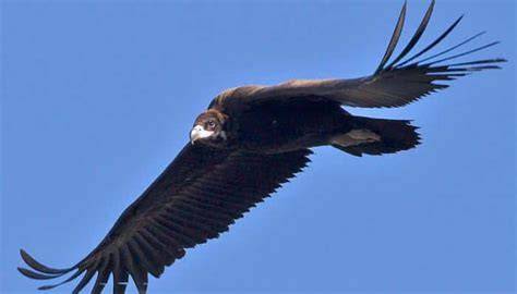 Buitre negro volando