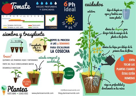 Esquema de cuidados para el cultivo de tomates cherry