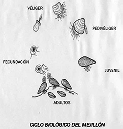 Ciclo de vida del mejillón