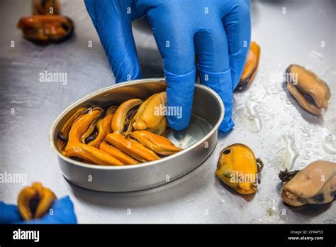 Proceso de enlatado de mejillones