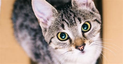 Gato tabby tostado y blanco con la M en la frente