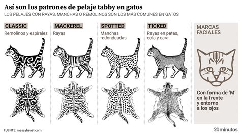Ilustración de los 4 patrones de gato tabby