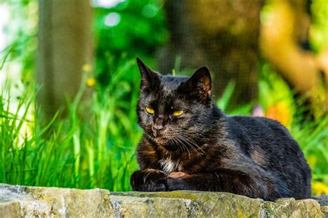Gato tabby descansando en un jardín soleado