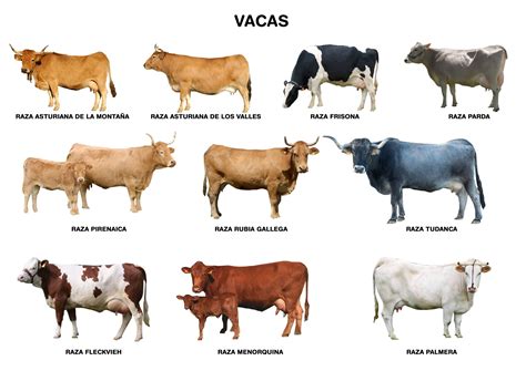 Mapa de distribución de las razas bovinas autóctonas del País Vasco
