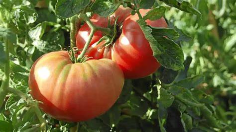 Ensalada de tomate rosa de Barbastro