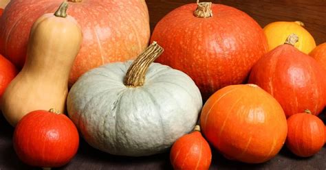 Calabazas decorativas de diferentes colores y estilos