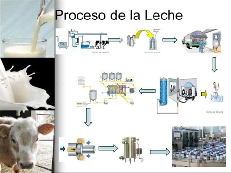 Proceso de producción de la leche de avena, desde la cosecha hasta el envasado