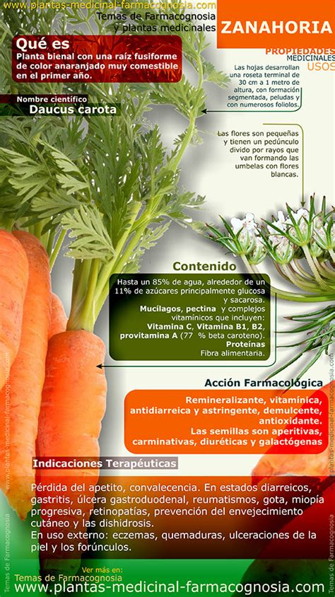 infografía sobre beneficios ayurvédicos de la zanahoria