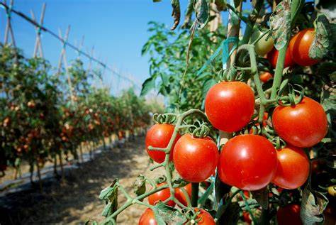 Campos de tomateras en Sevilla
