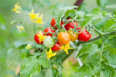 Planta de tomate con flores y pequeños frutos