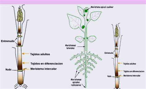 Esquema de las fases de desarrollo del meristemo apical en tomate