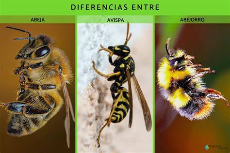 Diferencia entre avispa y abeja