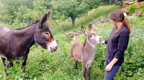 Mapa de Roales del Pan y su entorno