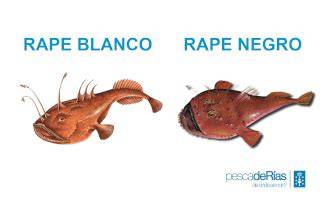Diferencias entre rape blanco y rape negro