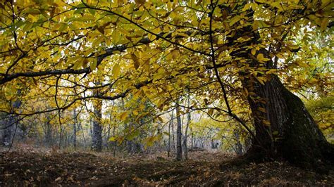 Bosque de castaños en Galicia