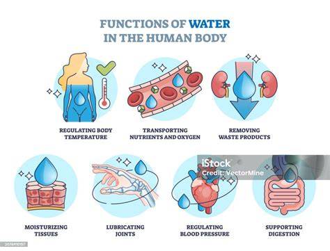 Esquema de las funciones del agua en el organismo del cerdo