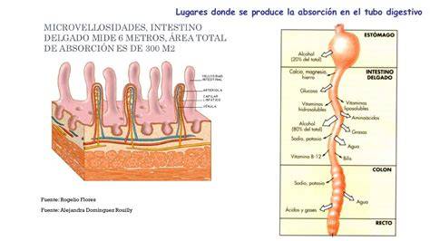 Esquema de la absorción de FODMAP en el intestino