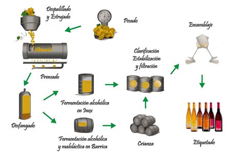 Proceso de fermentación alcohólica para la elaboración de vino