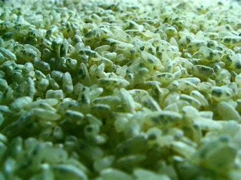 Hongo Aspergillus oryzae en granos de arroz para koji