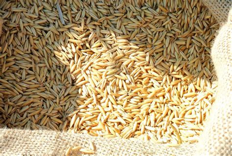 Granos de espelta y avena