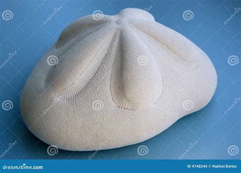 Esqueleto de una galleta de mar (dólar de arena)
