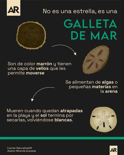 Ciclo de vida de una galleta de mar