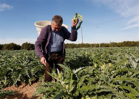 Toni Misiano en su huerta de alcachofas