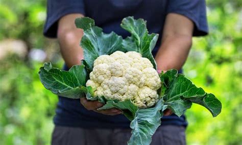 Cultivo de coliflor en huerto