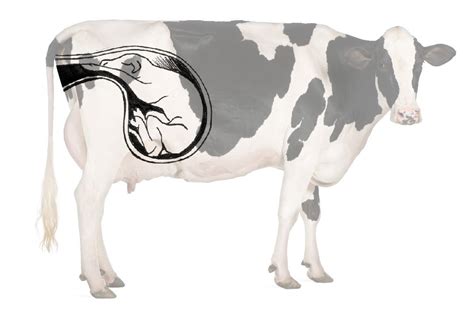 Ilustración de un parto asistido de una vaca con un extractor de partos