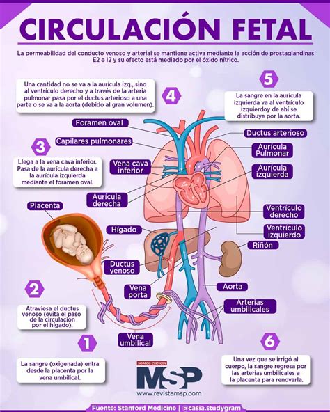 Esquema detallado del extractor de partos HK con sus componentes