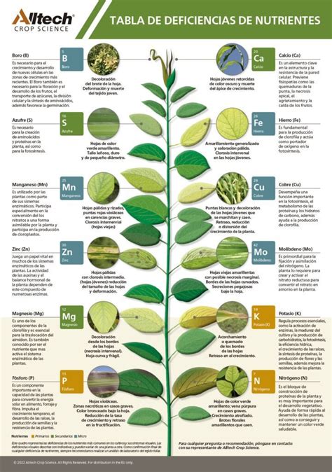 Tabla comparativa de nutrientes en plantas germinadas vs. adultas