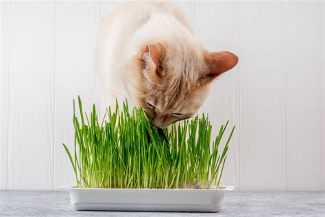 Gato comiendo hierba para gatos