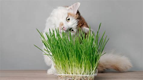Diferentes tipos de hierba para gatos