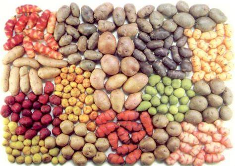 Variedades de papas para ensalada