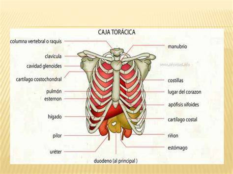 Esquema de la caja torácica y sus órganos