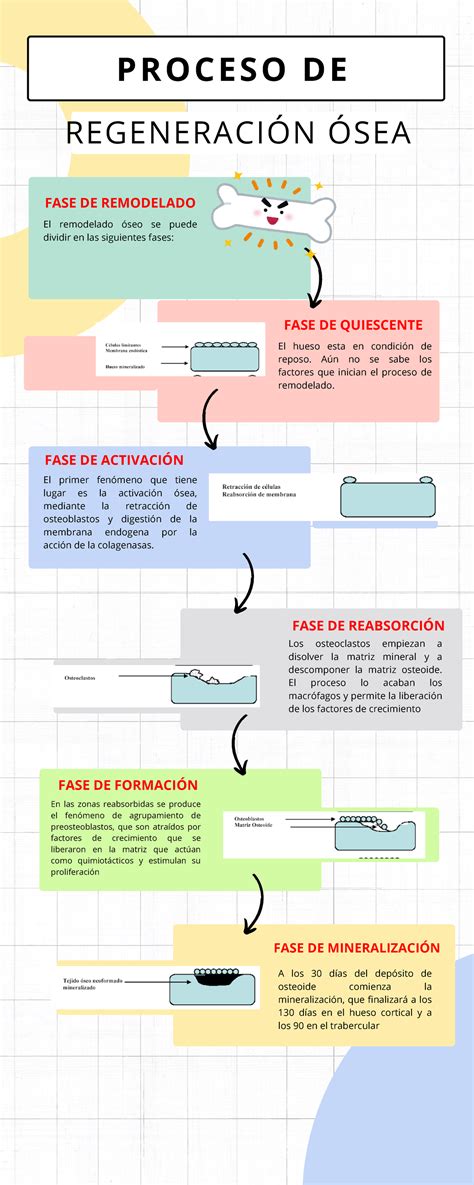 Gráfico del proceso de curación ósea